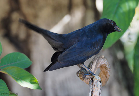 BRAUNSCHULTERSTÄRLING, TAWNY-SHOULDERED BLACKBIRD, AGELAIUS HUMERALIS 