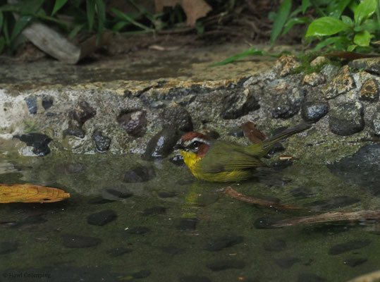 ROTKAPPEN-WALDSÄNGER, RUFOUS-CAPPED WARBLER, BASILEUTERUS RUFIFRONS