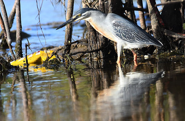 MANGROVENREIHER, STRIATED HERON, BUTORIDES STRIATA