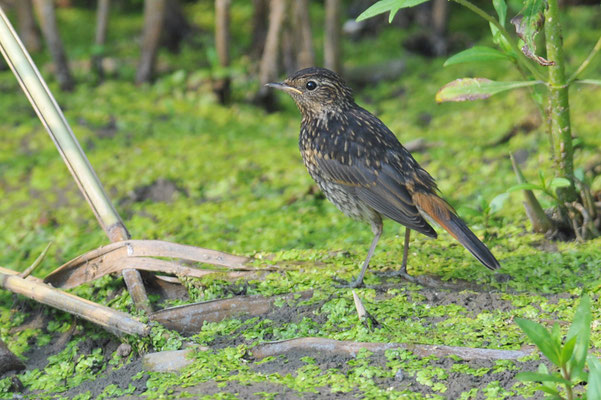 BLAUKEHLCHEN, BLUETHROAT, LUSCINIA SVECICA