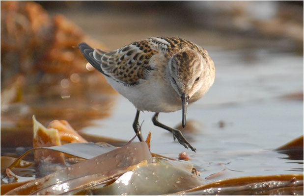 ZWERGSTRANDLÄUFER, LITTLE STINT, CALIDRIS MINUTA