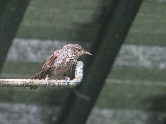 Drosselzaunkönig, Thrush-like Wren - Campylorhynchus turdinus