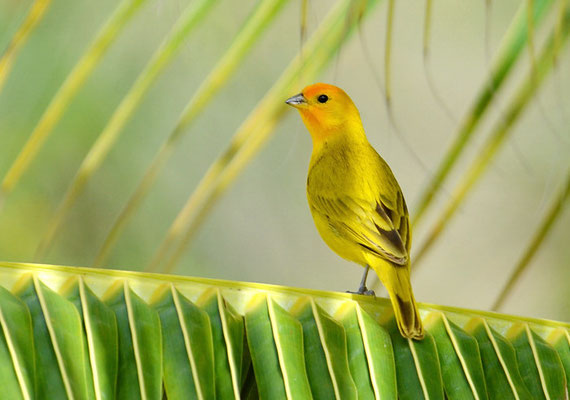 SAFRANAMMER, SAFFRON FINCH, SICALIS FLAVEOLA