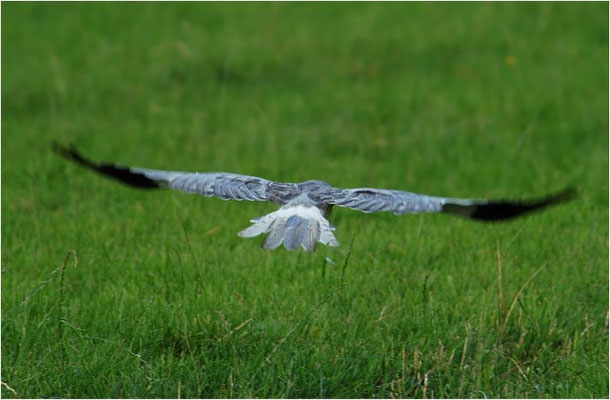 KORNWEIHE, HEN HARRIER, CIRCUS CYANCUS