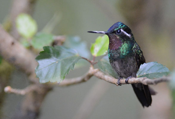 PURPURKEHLNYMPHE, PURPLE-THROATED MOUNTAIN-GEM, LAMPORNIS CALOLAEMUS