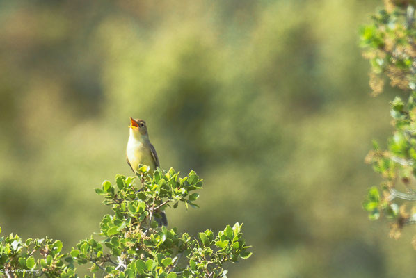 ORPHEUSSPÖTTER, MELODIOUS WARBLER, HIPPOLAIS POLYGLOTTA