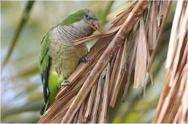 MÖNCHSSITTICH, MONK PARAKEET, MYIOPSITTA MONACHUS