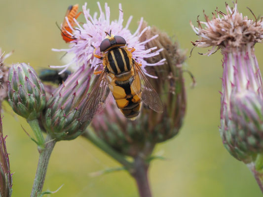 HELLE SUMPFSCHWEBFLIEGE, HELOPHILUS HYBRIDUS