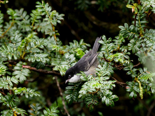WEISSKEHLTANGARE, BLACK-BACKED BUSH-TANAGER - UROTHRAUPIS STOLZMANN