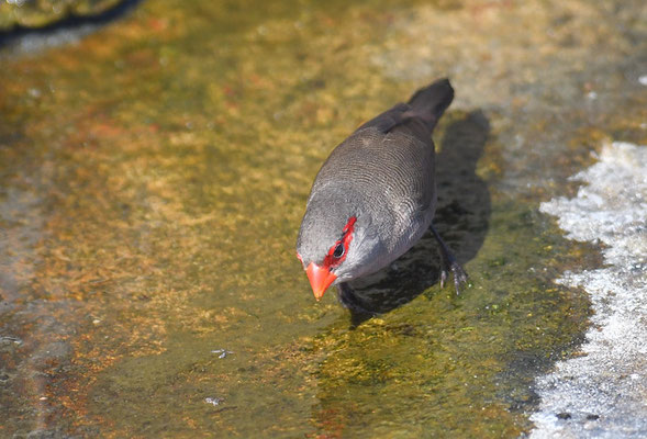 WELLENASTRILD, COMMON WAXBILL, ESTRILDA ASTRILD