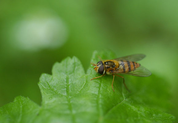 GELBHAARIGE WIESENSCHWEBFLIEGE, EPISTROPHE MELANOSTOMA