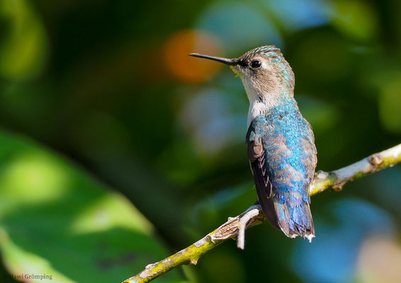 BIENENELFE, BEE-HUMMINGBIRD, MELISUGA HELENAE