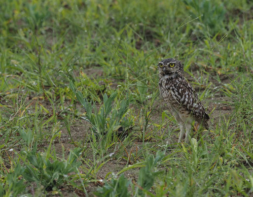 KANINCHENEULE, BURROWING OWL - ATHENE CUNICULARIA