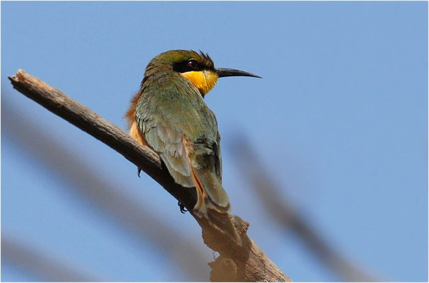 ZWERGSPINT, LITTLE BEE-EATER, MEROPS PUSILLU