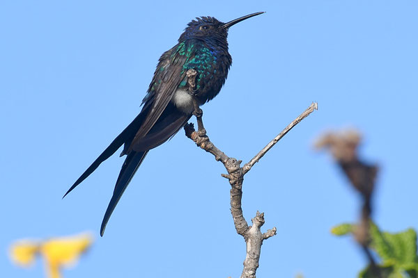 Blauer Gabelschwanzkolibri, Swallow-tailed hummingbird, Eupetomena macroura