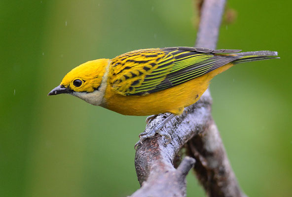 SILBERKEHLTANGARE, SILVER-THROATED TANAGER, TANGARA ICTEROCEPHALA