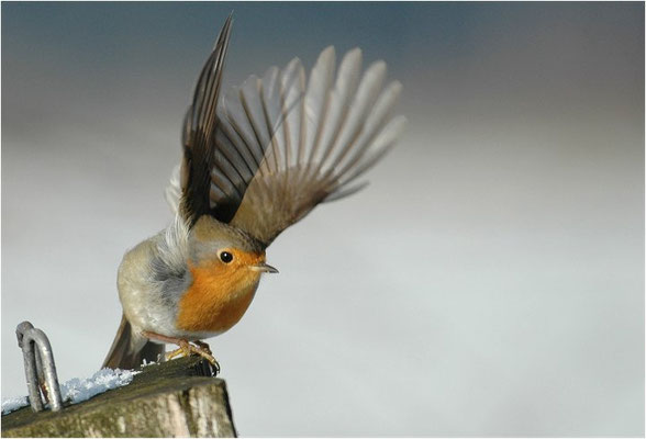 ROTKEHLCHEN, ROBIN, ERITHACUS RUBECULA