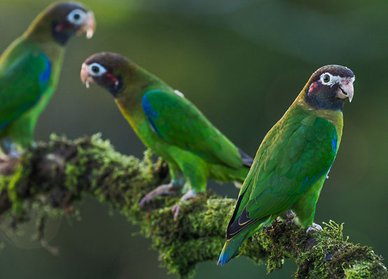 BLUTOHRPAPAGEI, BROWN-HOODED PARROT, PINOPSITTA HAEMATOTIS