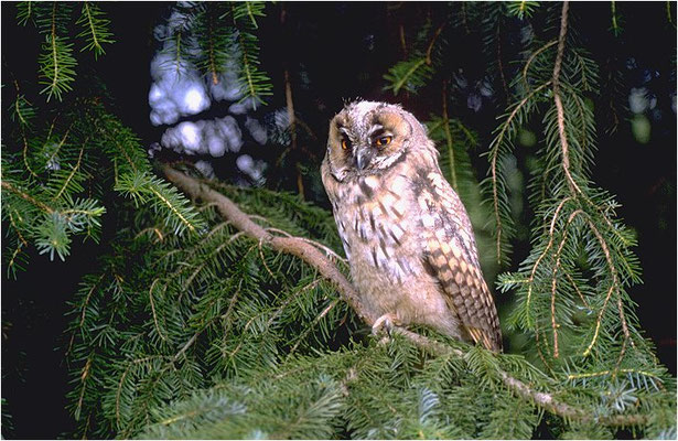 WALDOHREULE, LONG-EARED OWL, ASIO OTUS