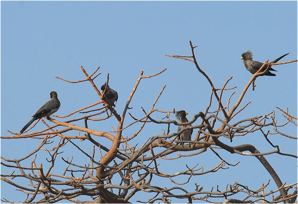 LÄRMVOGEL, WESTERN GREY PLANTAIN-EATER, CRINIFER PISCATOR