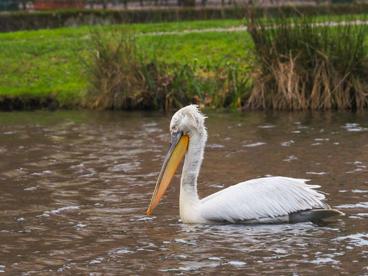 Krauskopfpelikan, Dalmatian Pelican - Pelecanus crispus