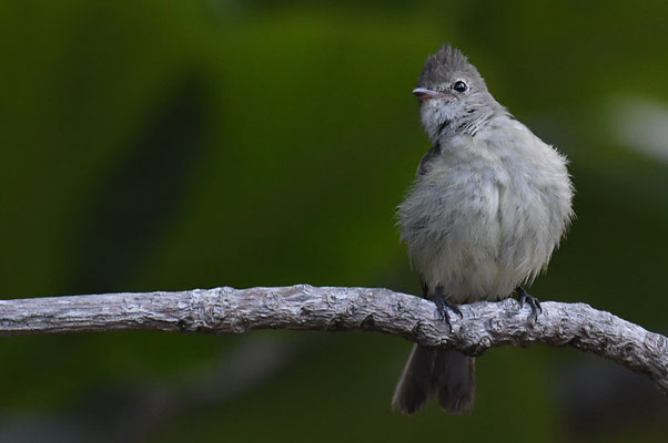 GRAUTYRANN, GRAY ELAENIA, MYIOPAGIS CANICEPS