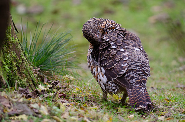 AUERHUHN, CAPERCAILLIE, TETRAO UROGALLUS