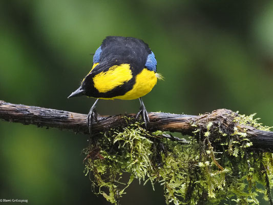 BLAUFLÜGEL-BERGTANGARE, BLUE-WINGED MOUNTAIN-TANAGER - ANISOGNATHUS SOMPTUOSUS