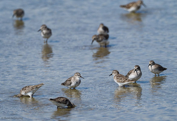 WIESENSTRANDLÄUFER, LEAST SANDPIPER, CALIDRIS MINUTILLA