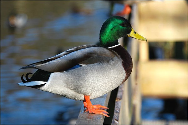 STOCKENTE, MALLARD, ANAS PLATYRHYNCHOS