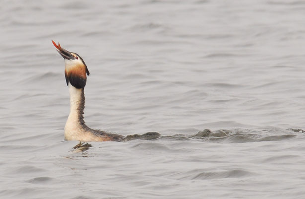 HAUBENTAUCHER, GREAT CRESTET GREBE, PODICEPS ERISTATUS