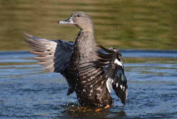 SCHWARZENTE, AFRICAN BLACK DUCK, ANAS SPARSA