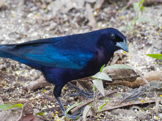 GLANZKUHSTÄRLING, SHINY COWBIRD - MOLOTHRUS BONARIENSIS