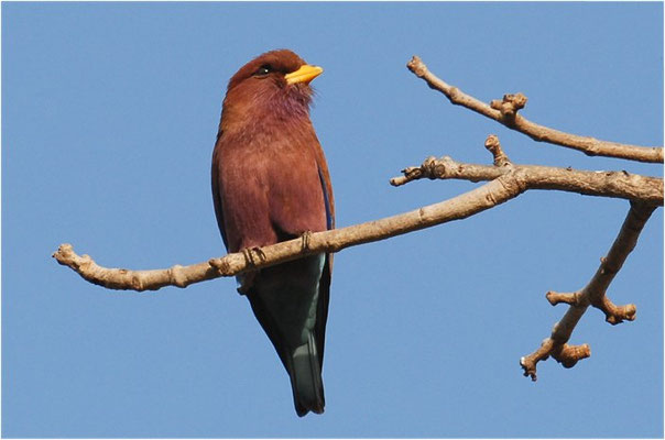 ZIMTROLLER, BROAD-BILLED ROLLER, EURYSTOMUS GLAUCURUS