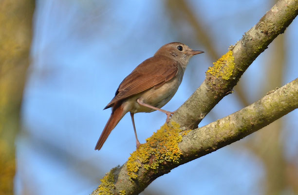 NACHTIGALL, NIGHTINGALE, LUSCINIA MEGARHYNCHOS