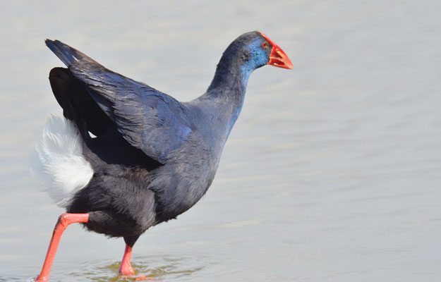 PURPURHUHN, PURPLE SWAMPHEN, PORPHYRIO PORPHYRIO