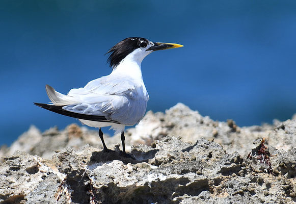 CABOTSSEESCHWALBE, CABOT´S TERN, THALSSEUS ACUFLAVIDUS