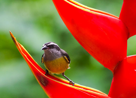 ZUCKERVOGEL, BANANAQUIT, COEREBA FLAVEOLA