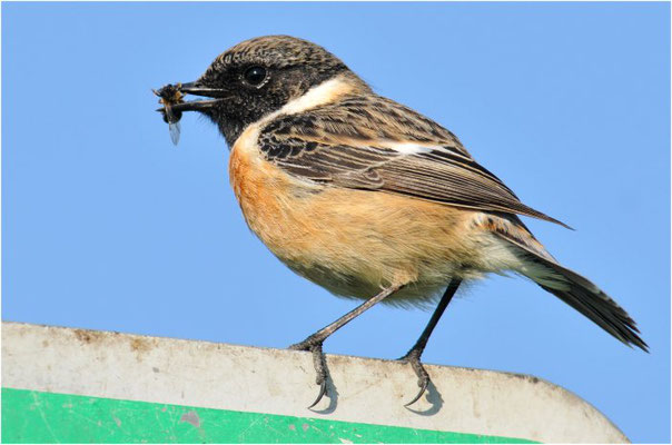 SCHWARZKEHLCHEN, STONECHAT, SAXICOLA TORQUATUS