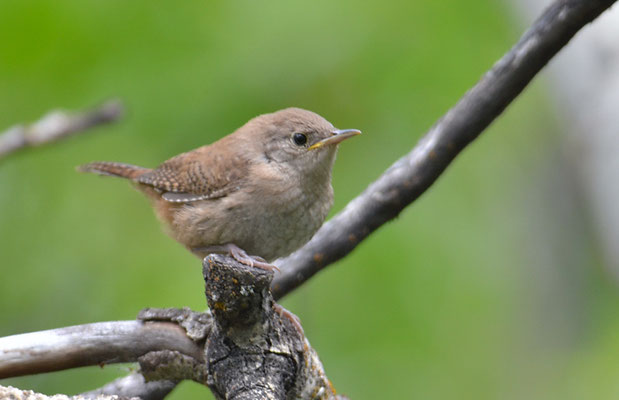 HAUSZAUNKÖNUG, HOUSE WREN, TROGLODYTES AEDON