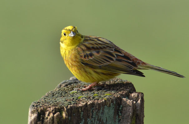 GOLDAMMER, YELLOWHAMMER, EMBERIZA CITRINELLA