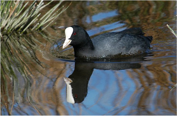 BLÄSSRALLE, EURASIAN COOT, FULICA ATRA 