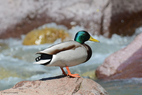 STOCKENTE, MALLARD, ANAS PLATYRHYNCHOS