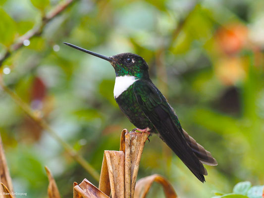 BRUSTBAND-ANDENKOLIBRI, COLLARED INCA - COELIGENA TORQUATA