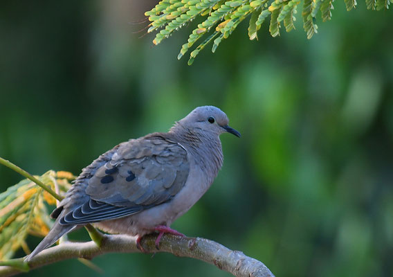 OHRFLECKTAUBE, EARED DOVE, ZENAIDA AURICULATA
