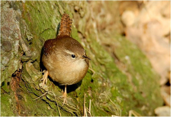 ZAUNKÖNIG, WREN, TROGLODYTES TROGLODYTES