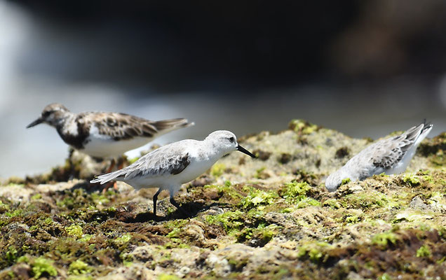 SANDERLING, SANDERLING, CALIDRIS ALBA