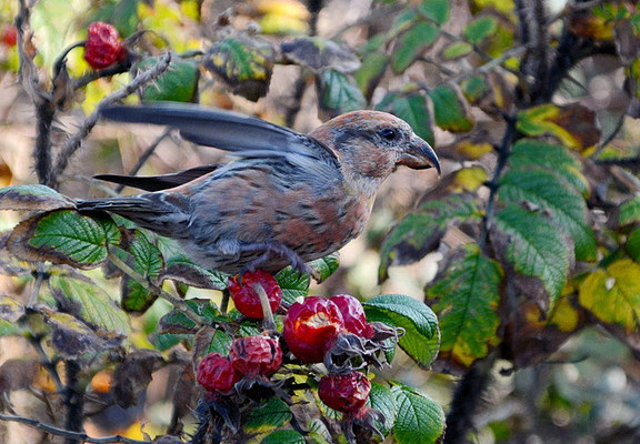 FICHTENKREUZSCHNABEL, COMMON CROSSBILL, LOXIA CURVIROSTRA