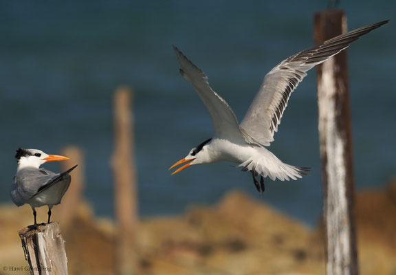 KÖNIGSSEESCHWALBE, ROYAL TERN, STERNA MAXIMA