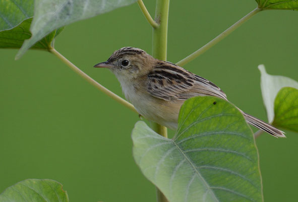 CISTENSÄNGER, ZITTING CISTICOLA, CISTICOLA JUNCIDIS